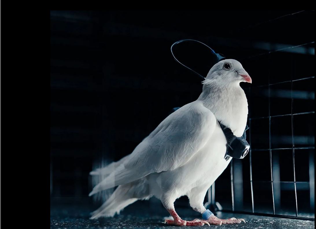 Nadzor Golobov ali Goloba? Vir: posnetek zaslona Sun, X