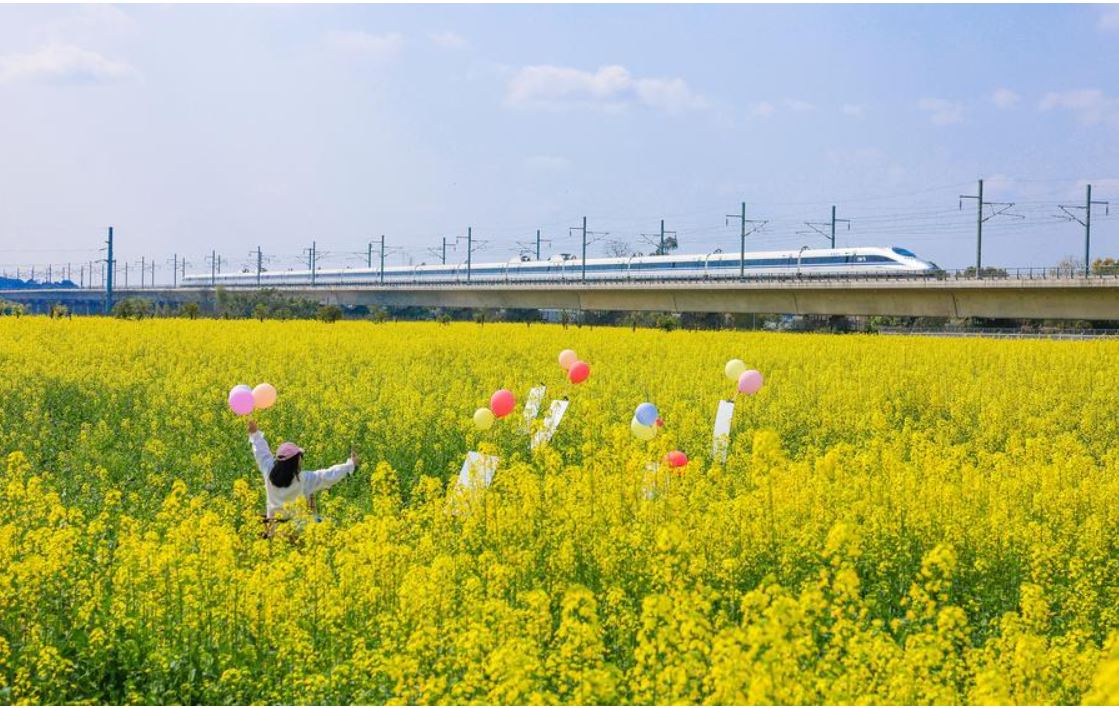 Polja oljne repice, turist in hitri vlak, mesto Luzhou 26. 2. 2026. (Vir: Mu Ke/Xinhua)